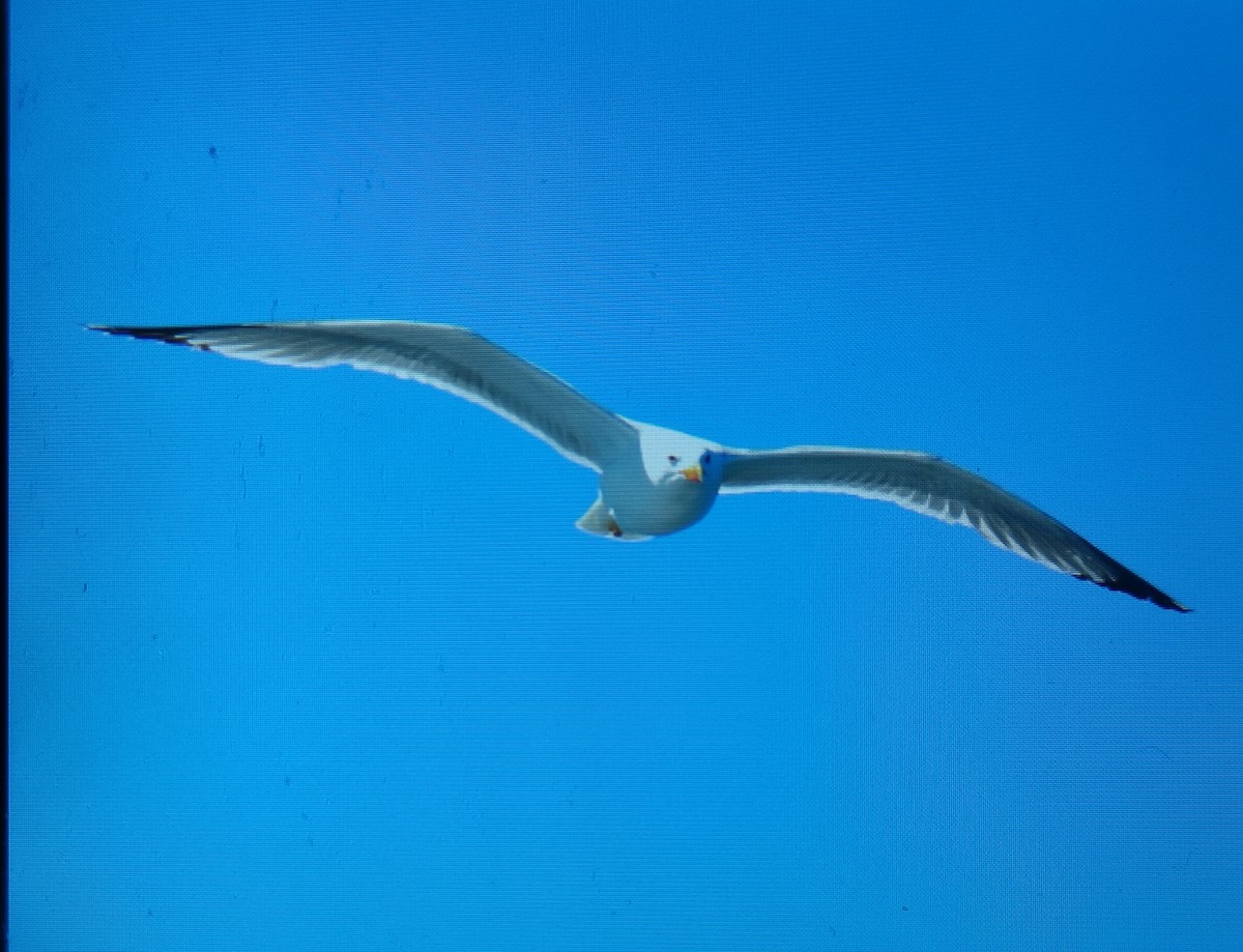 Yellow-legged Gull - ML620106094