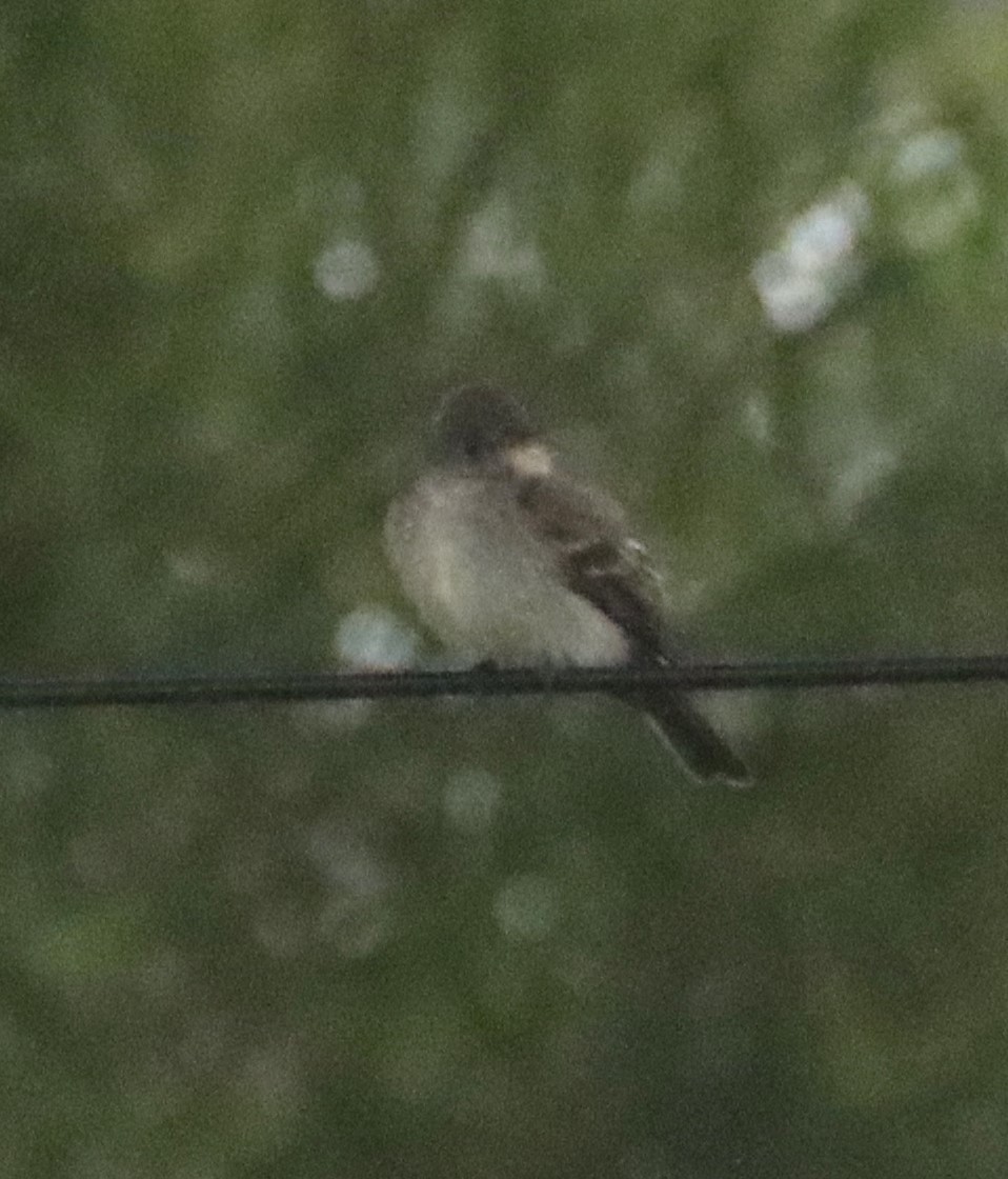 Eastern Wood-Pewee - ML620106100