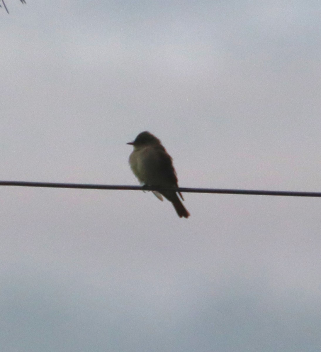 Eastern Wood-Pewee - ML620106101