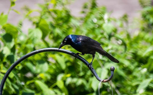 Common Grackle - ML620106102