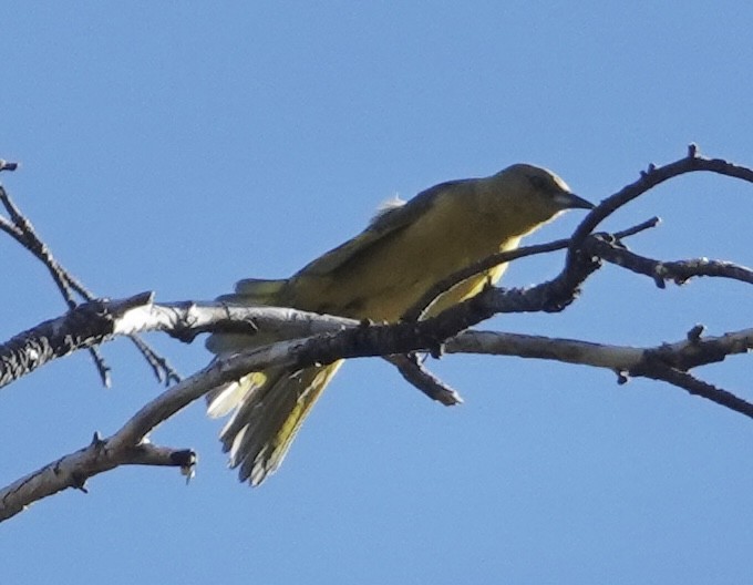 Scott's Oriole - ML620106103