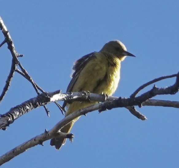 Scott's Oriole - ML620106104