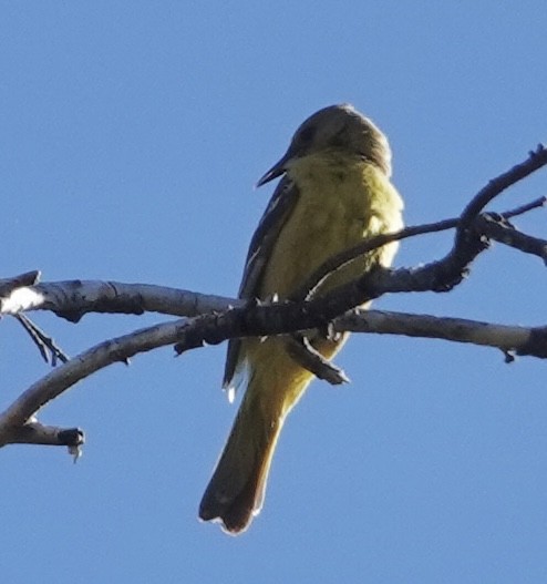 Scott's Oriole - ML620106105