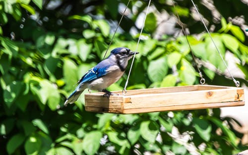 Blue Jay - ML620106109