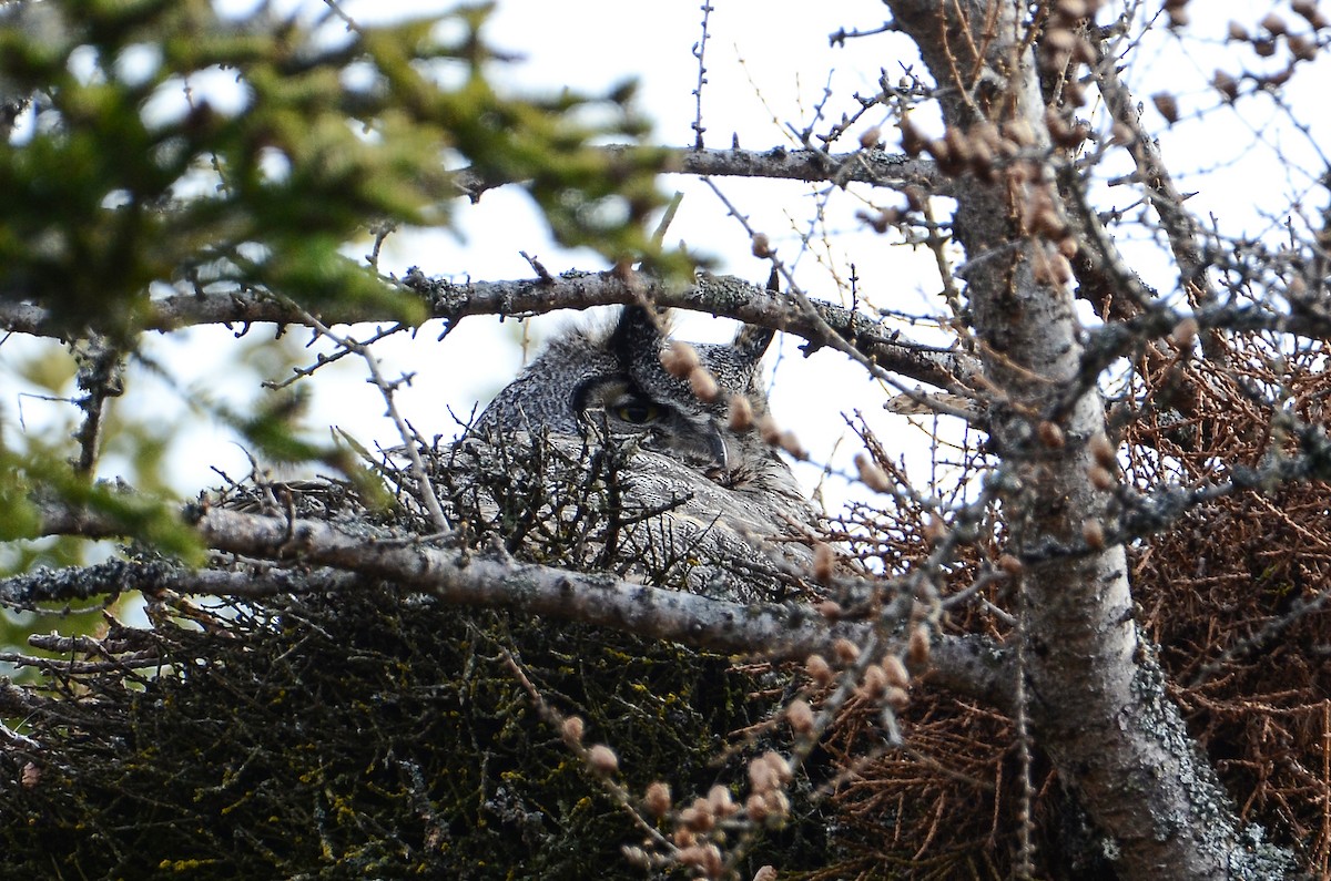 Great Horned Owl - ML620106144