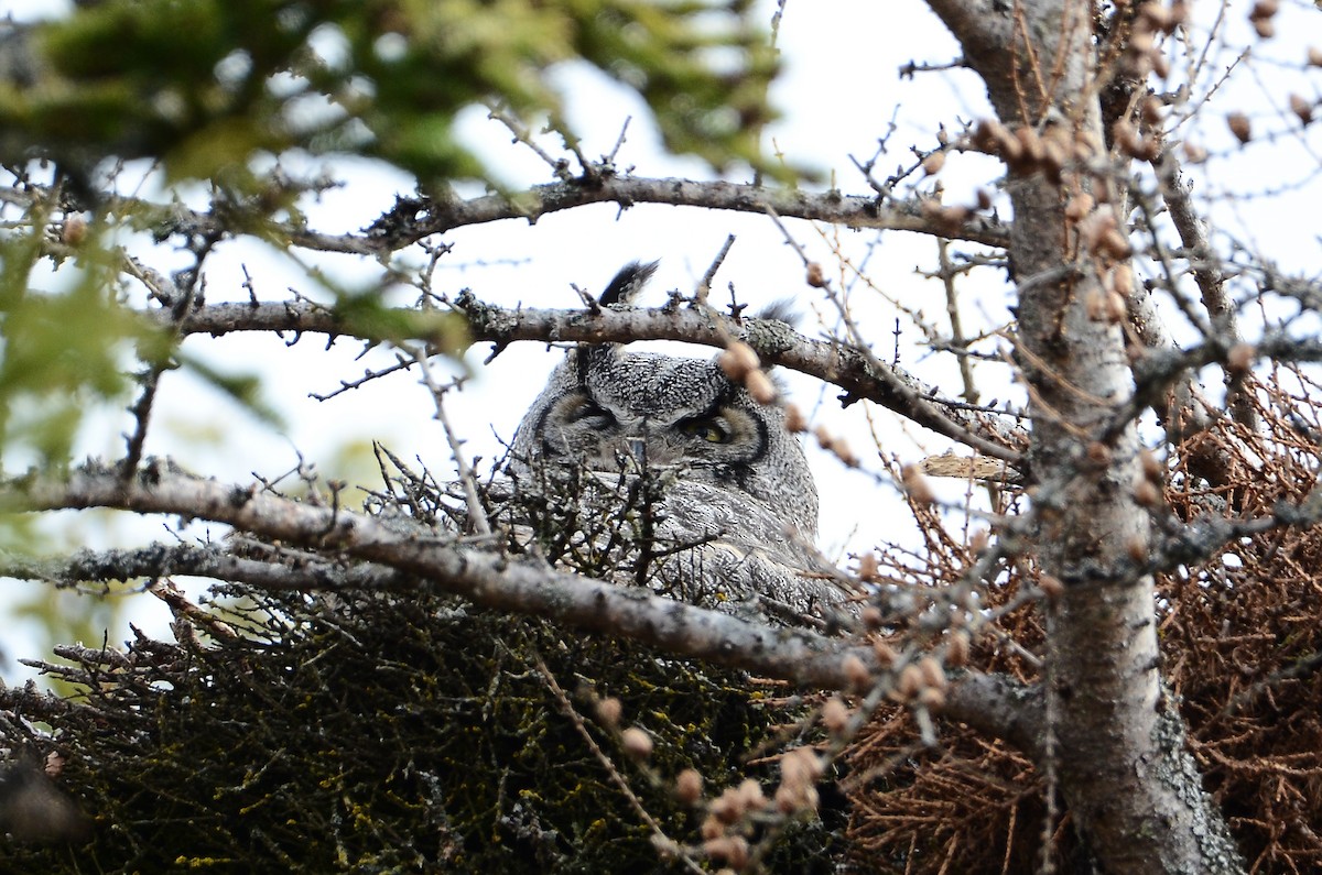 Great Horned Owl - ML620106145