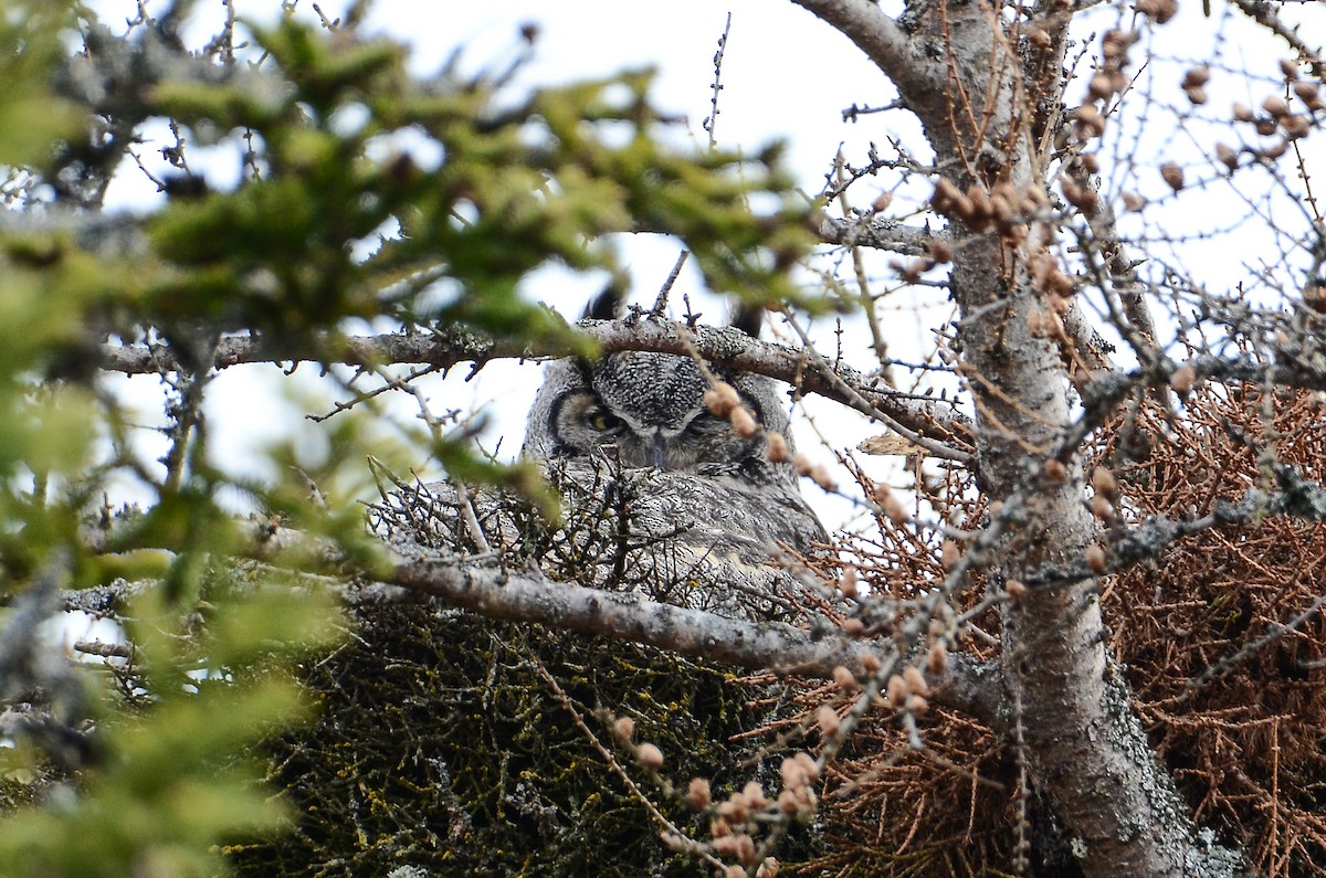 Great Horned Owl - ML620106146