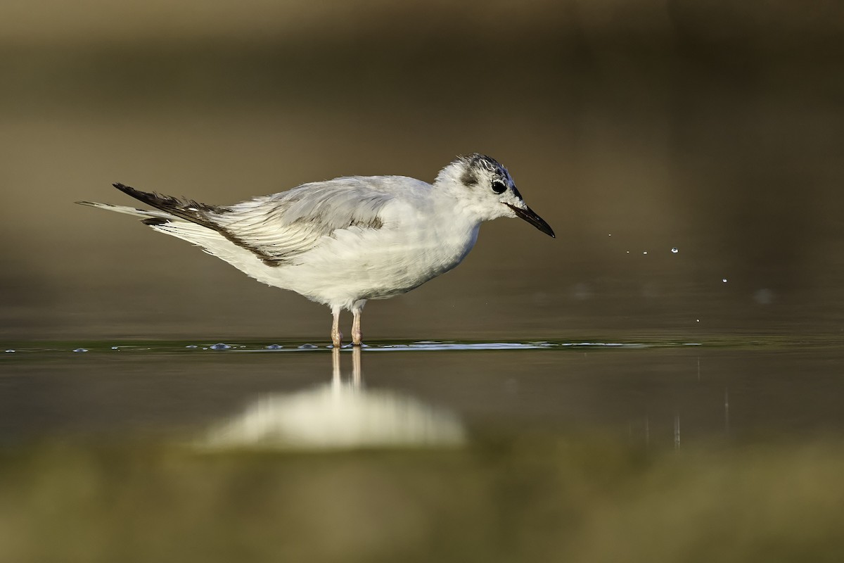 Bonapartemöwe - ML620106178