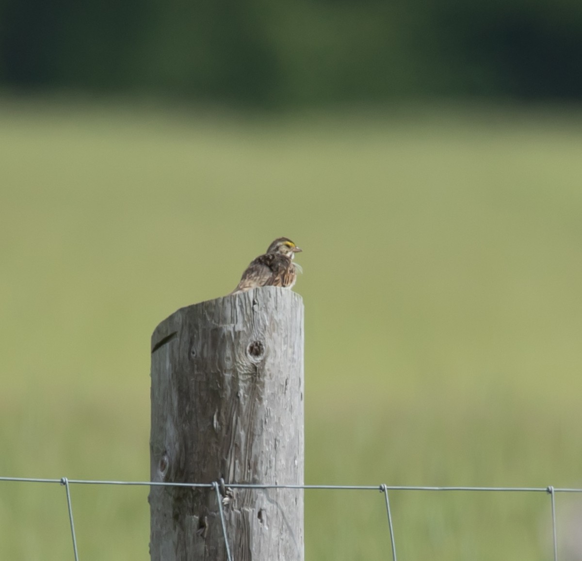 Savannah Sparrow - ML620106242