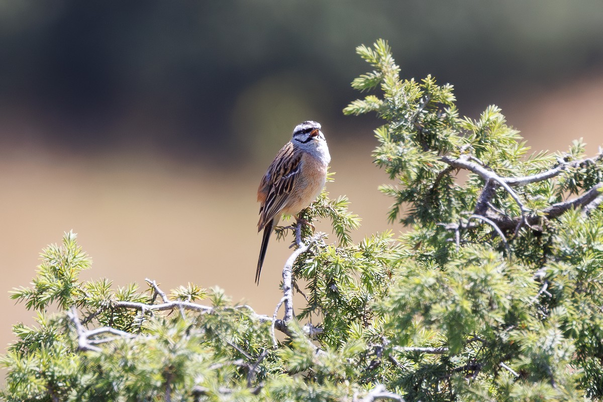 Rock Bunting - ML620106251