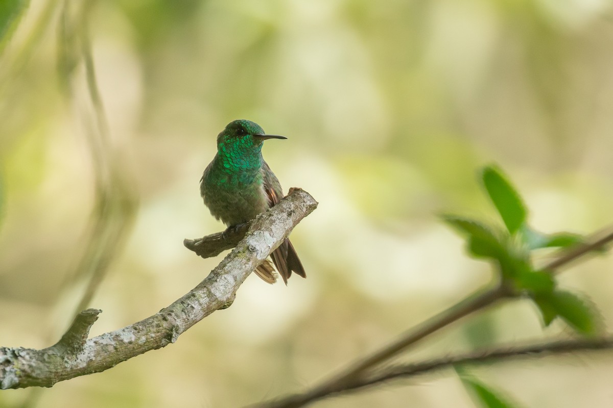kolibřík mexický - ML620106253