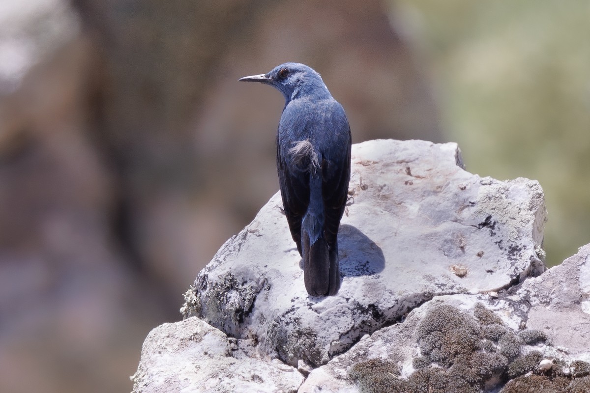 Blue Rock-Thrush - ML620106254