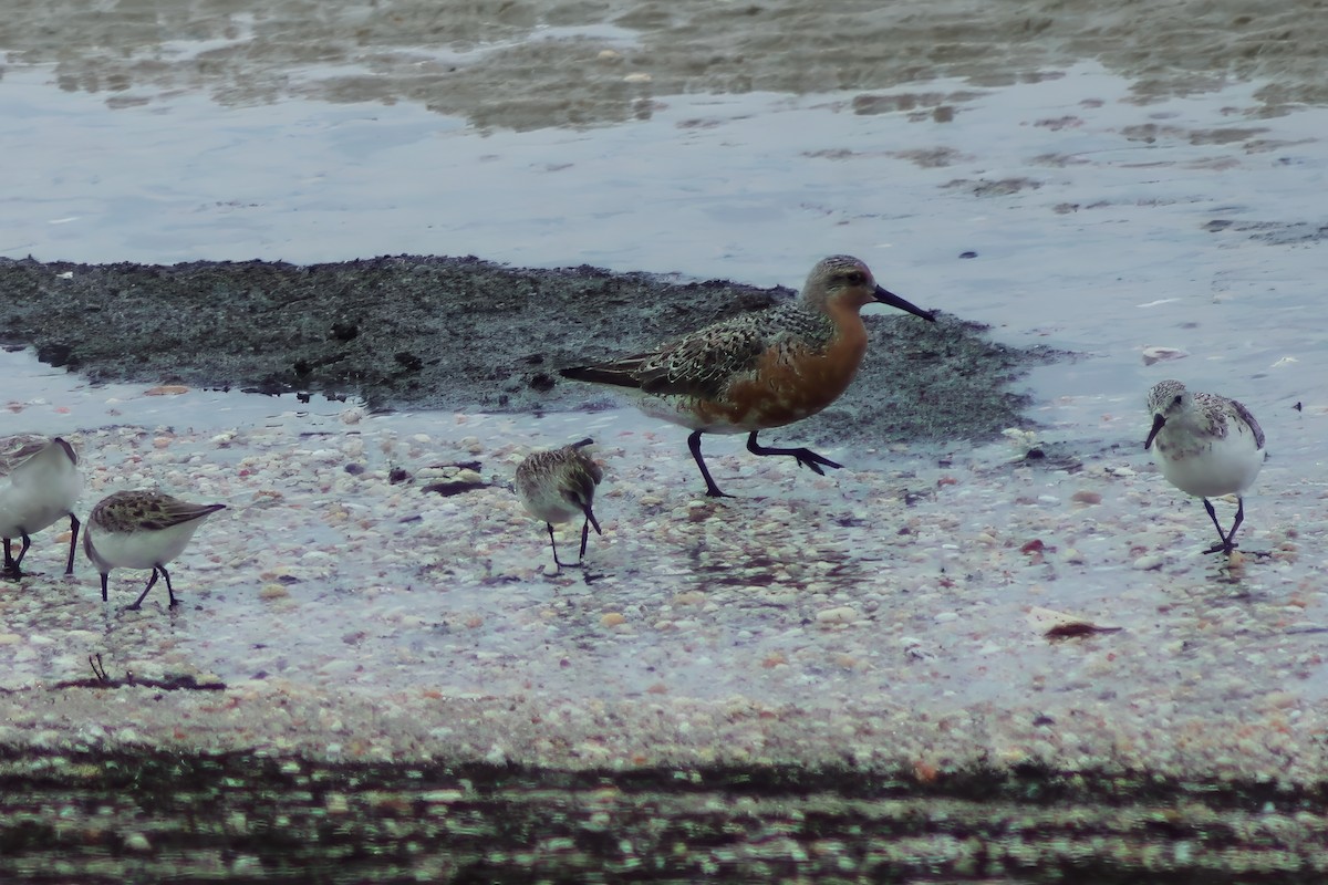 Red Knot - ML620106260