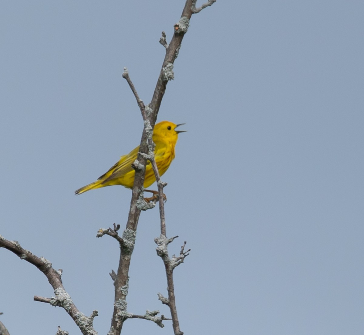 Yellow Warbler - ML620106264