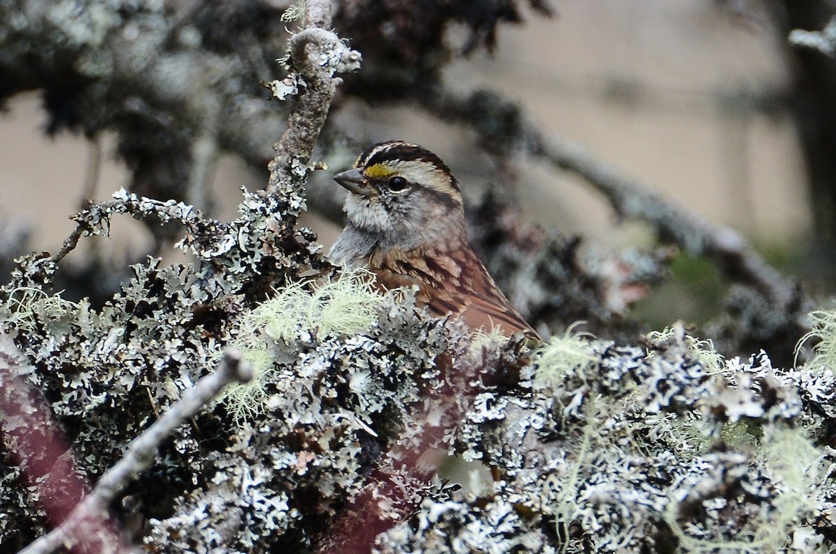 White-throated Sparrow - ML620106283