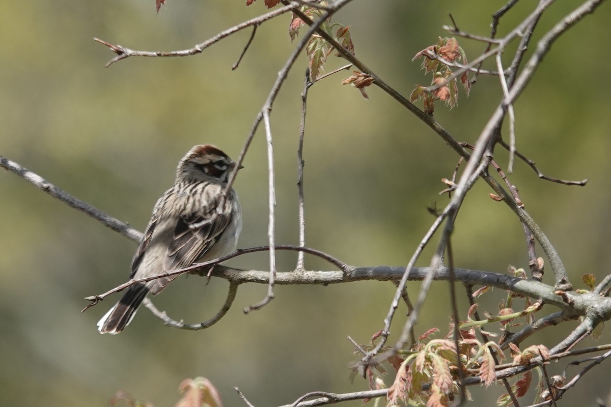 Lark Sparrow - ML620106284