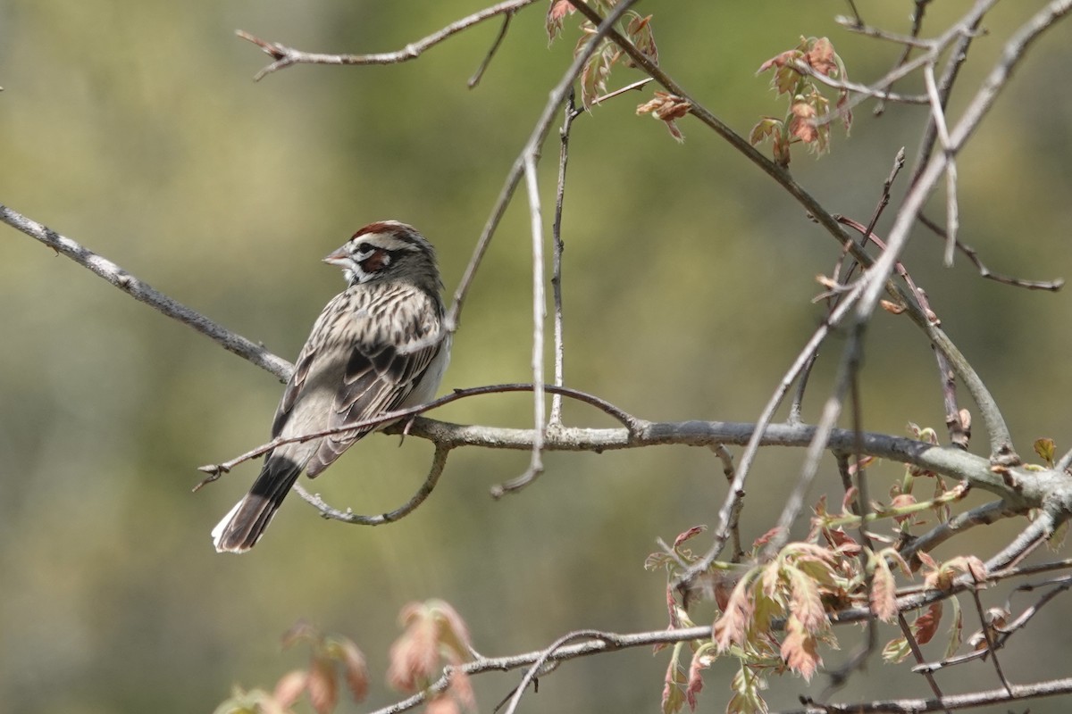 Lark Sparrow - ML620106285