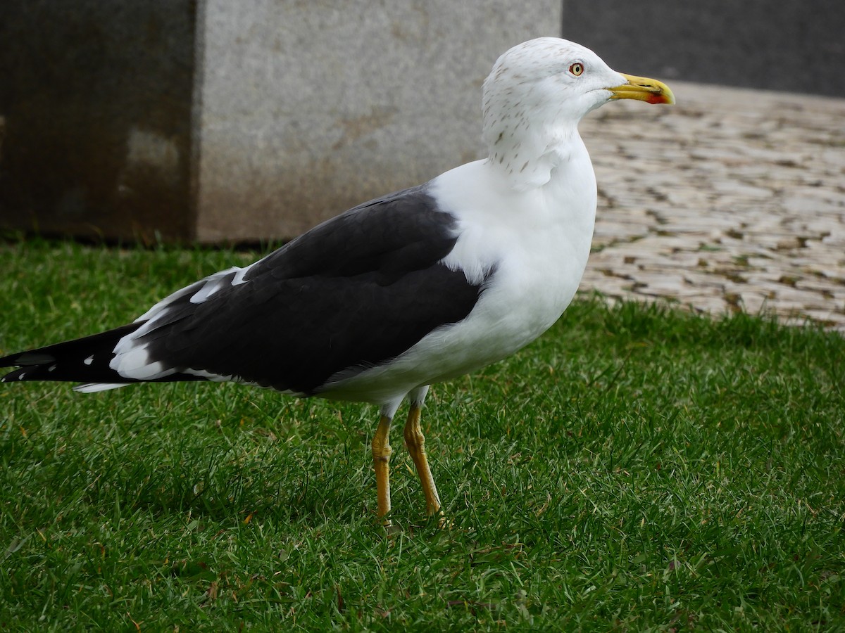 Lesser Black-backed Gull - ML620106290