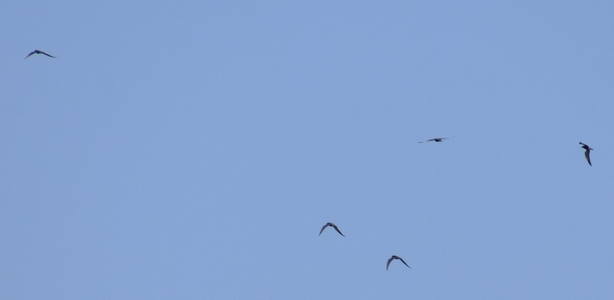 Black Tern - ML620106296