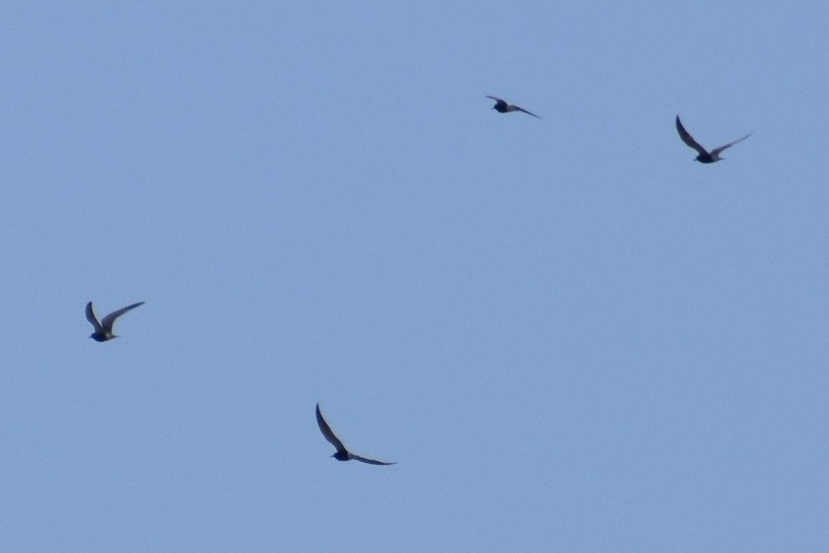 Black Tern - ML620106308