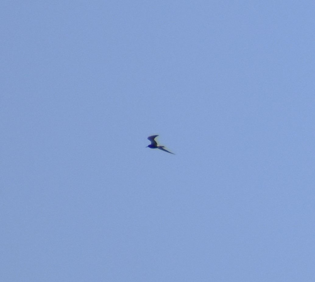 Black Tern - ML620106312