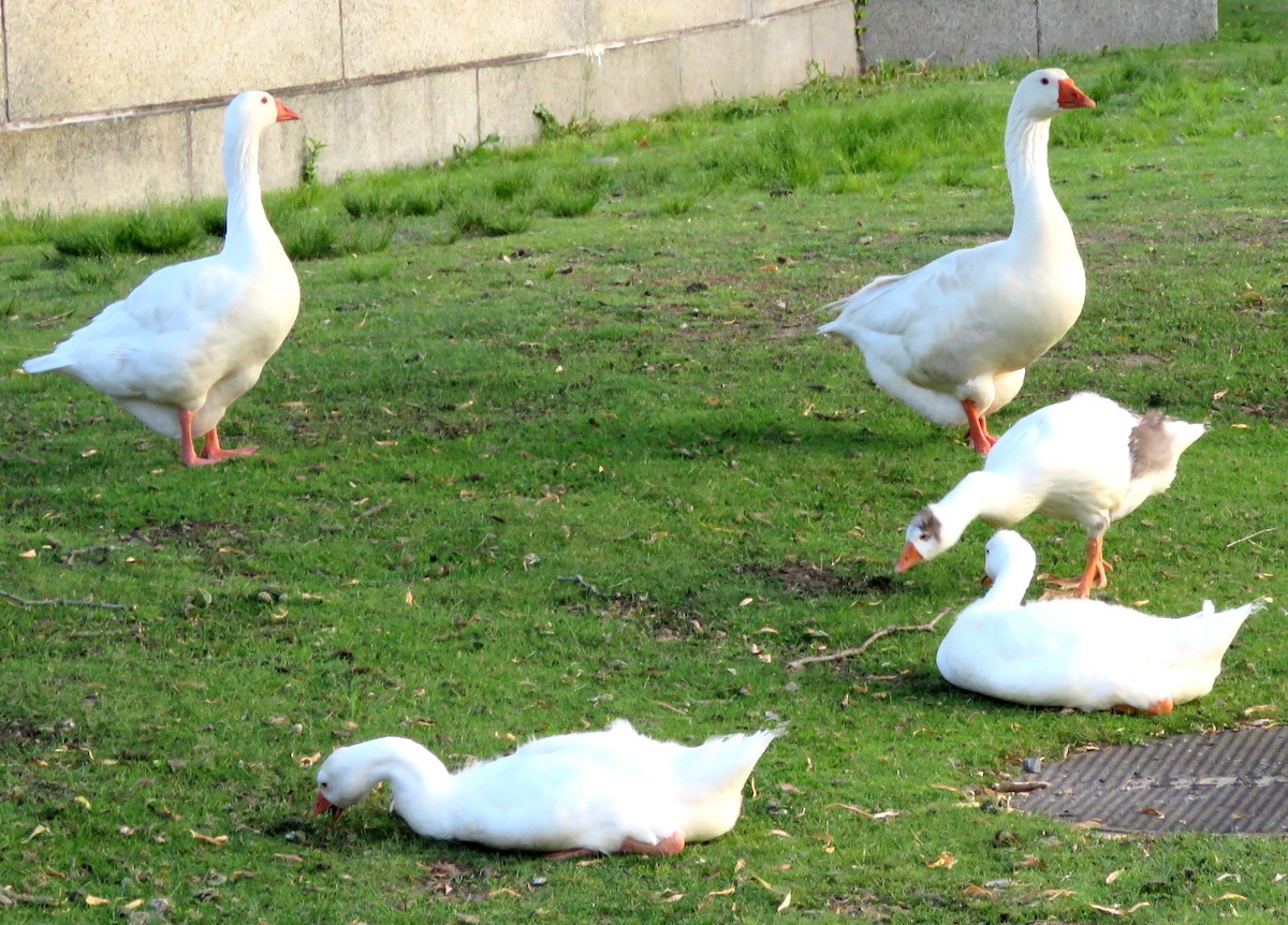 Domestic goose sp. (Domestic type) - ML620106315