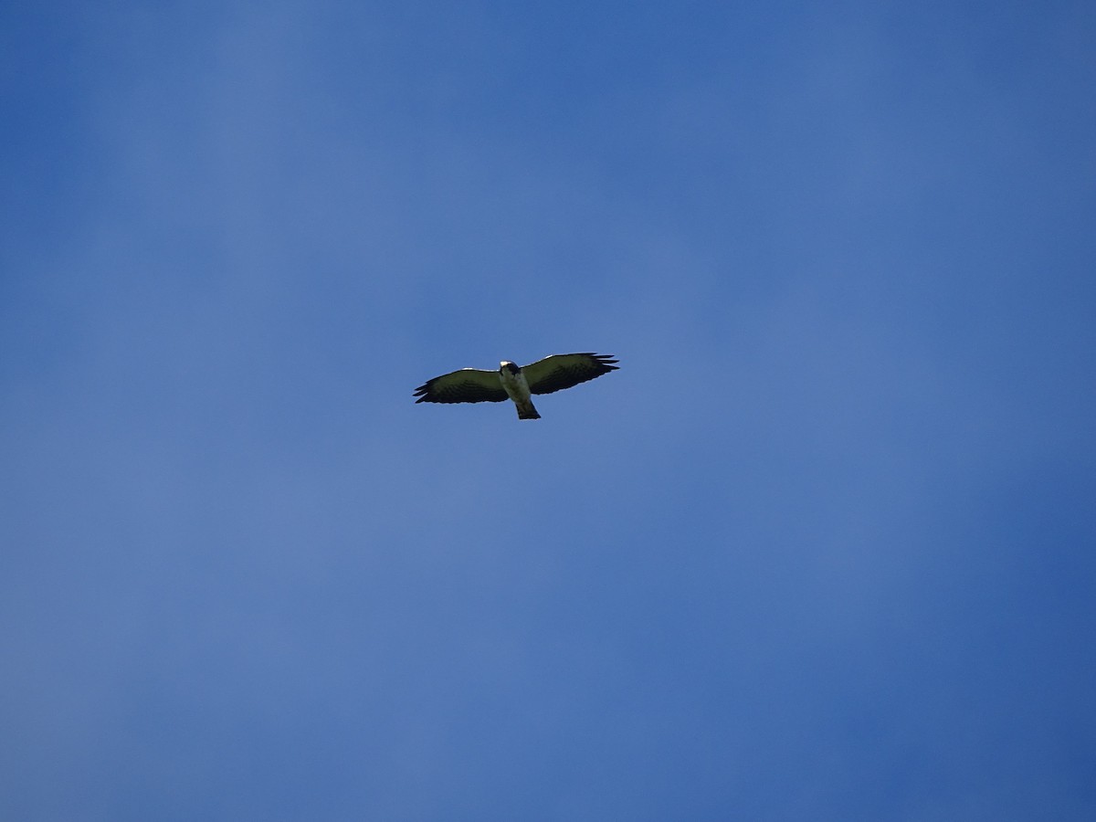 Short-tailed Hawk - ML620106317