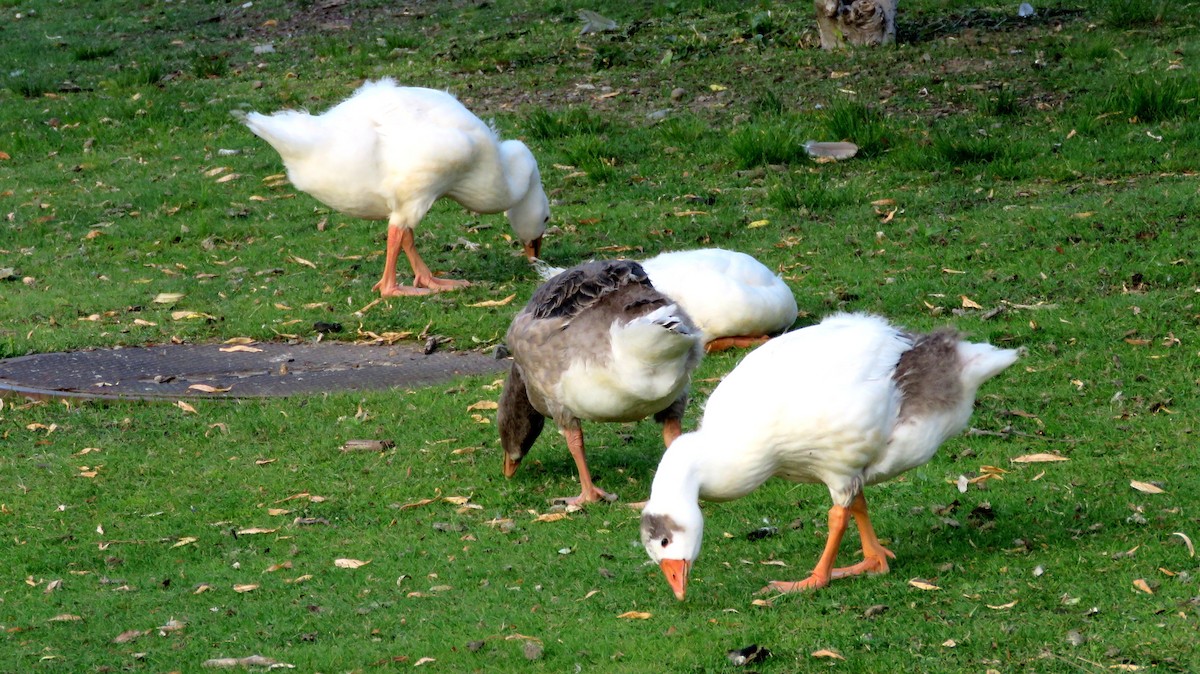 Domestic goose sp. (Domestic type) - ML620106322
