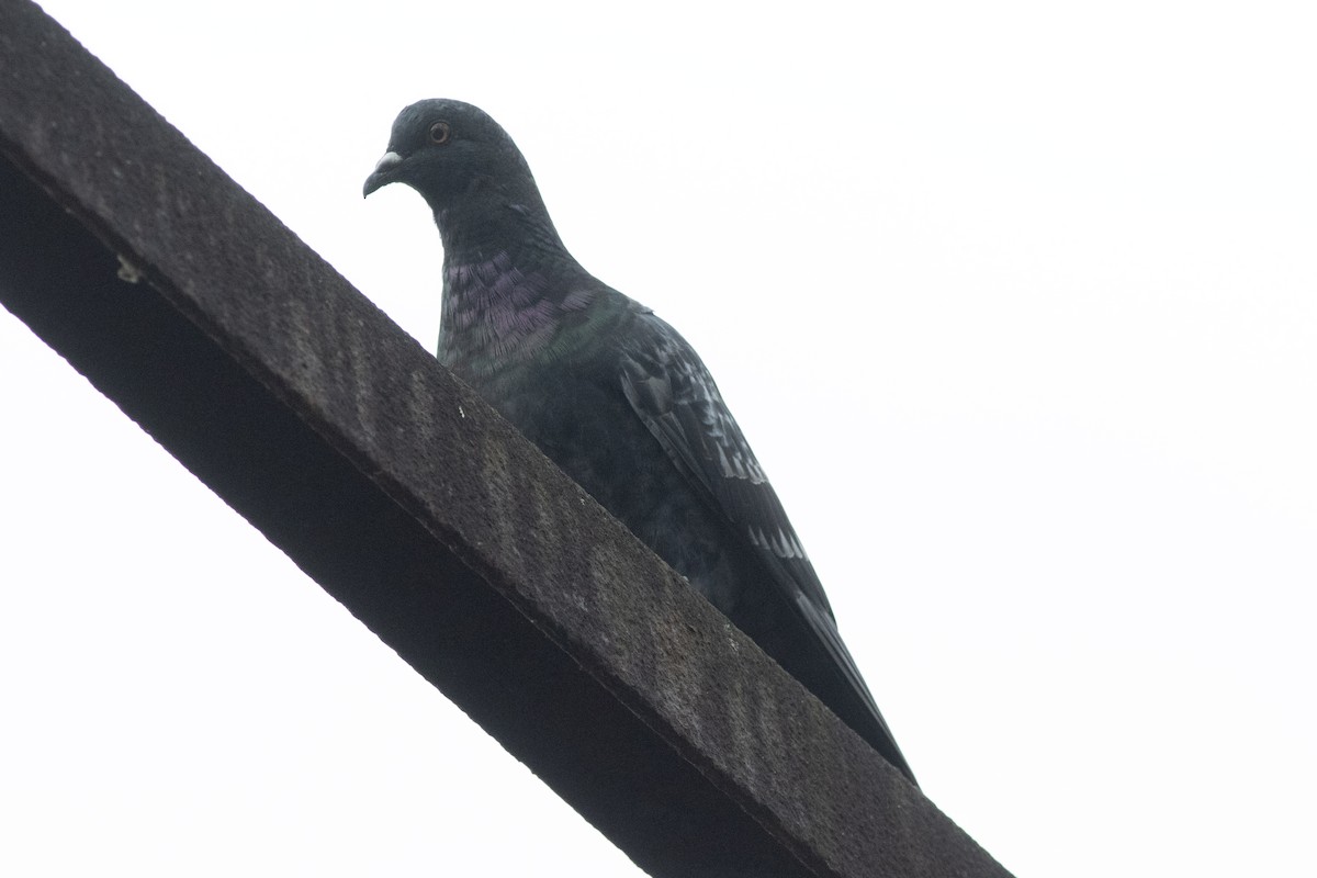 Rock Pigeon (Feral Pigeon) - ML620106328