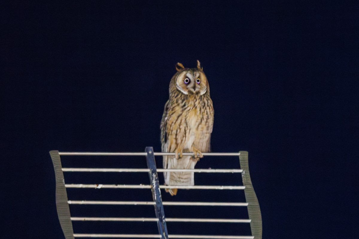 Long-eared Owl - ML620106329