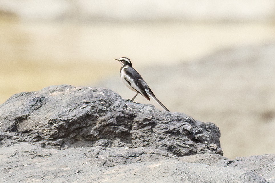 African Pied Wagtail - ML620106331