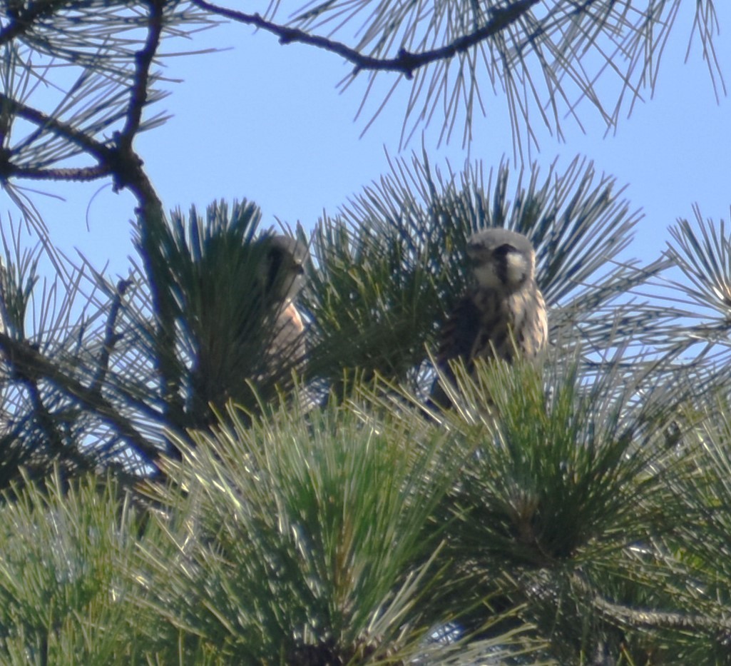 American Kestrel - ML620106333