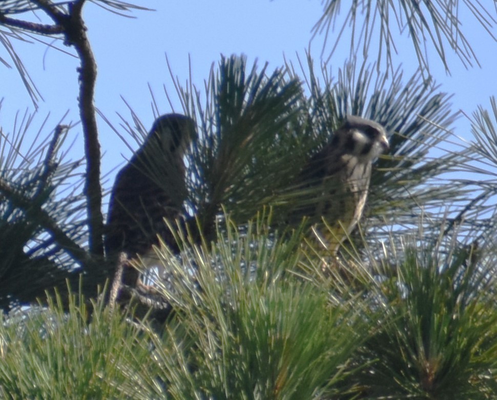 American Kestrel - ML620106341