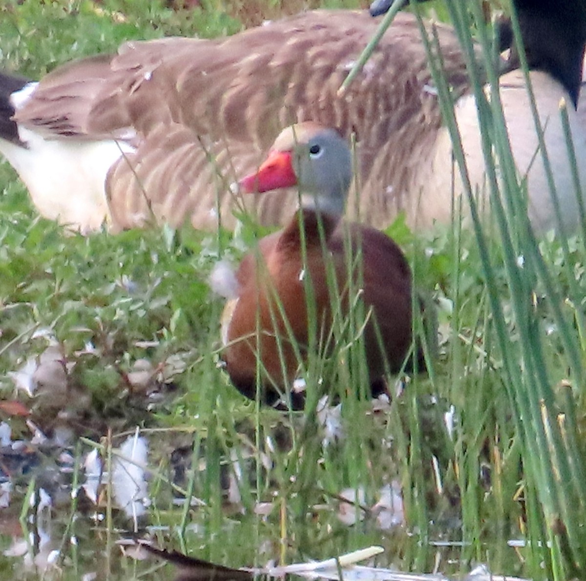 Black-bellied Whistling-Duck - ML620106363