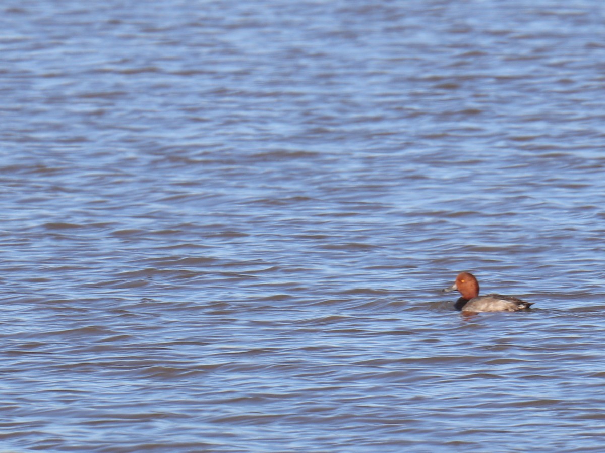 Redhead - ML620106381