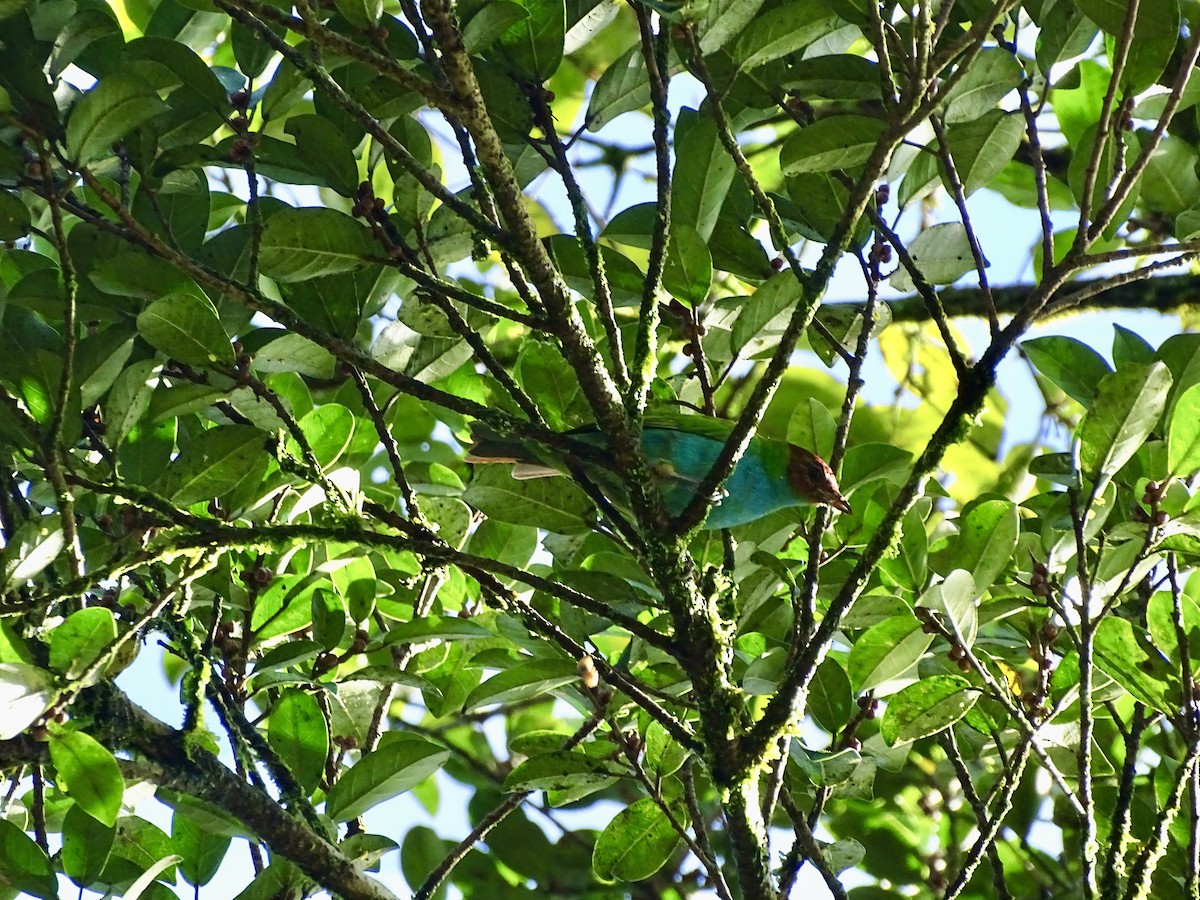 Bay-headed Tanager - ML620106388