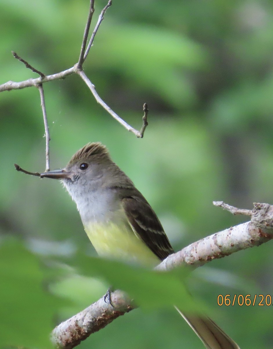 Great Crested Flycatcher - ML620106412