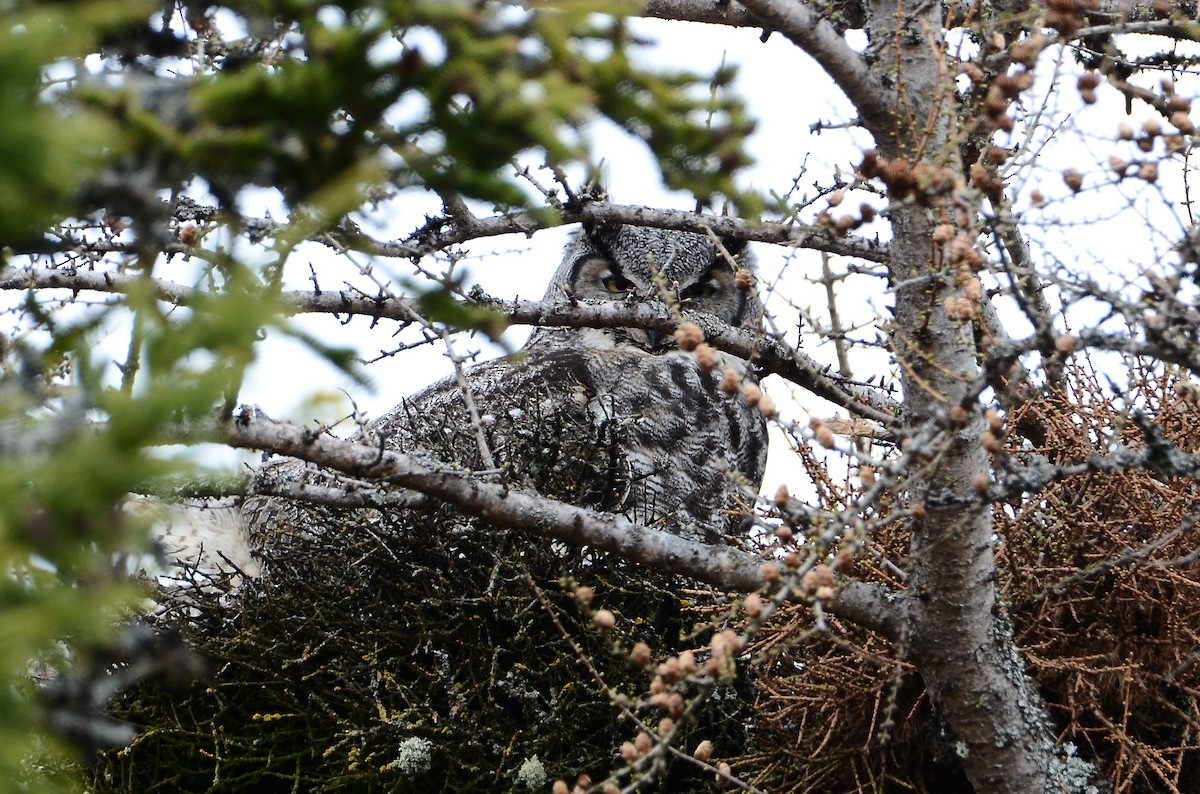 Great Horned Owl - ML620106414