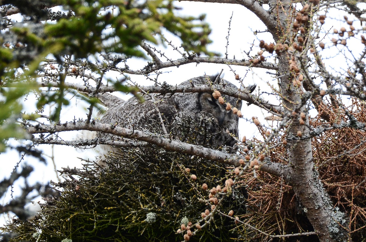 Great Horned Owl - ML620106415