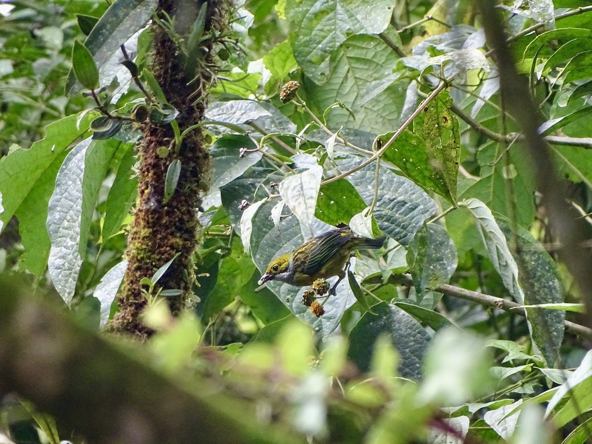Silver-throated Tanager - ML620106420