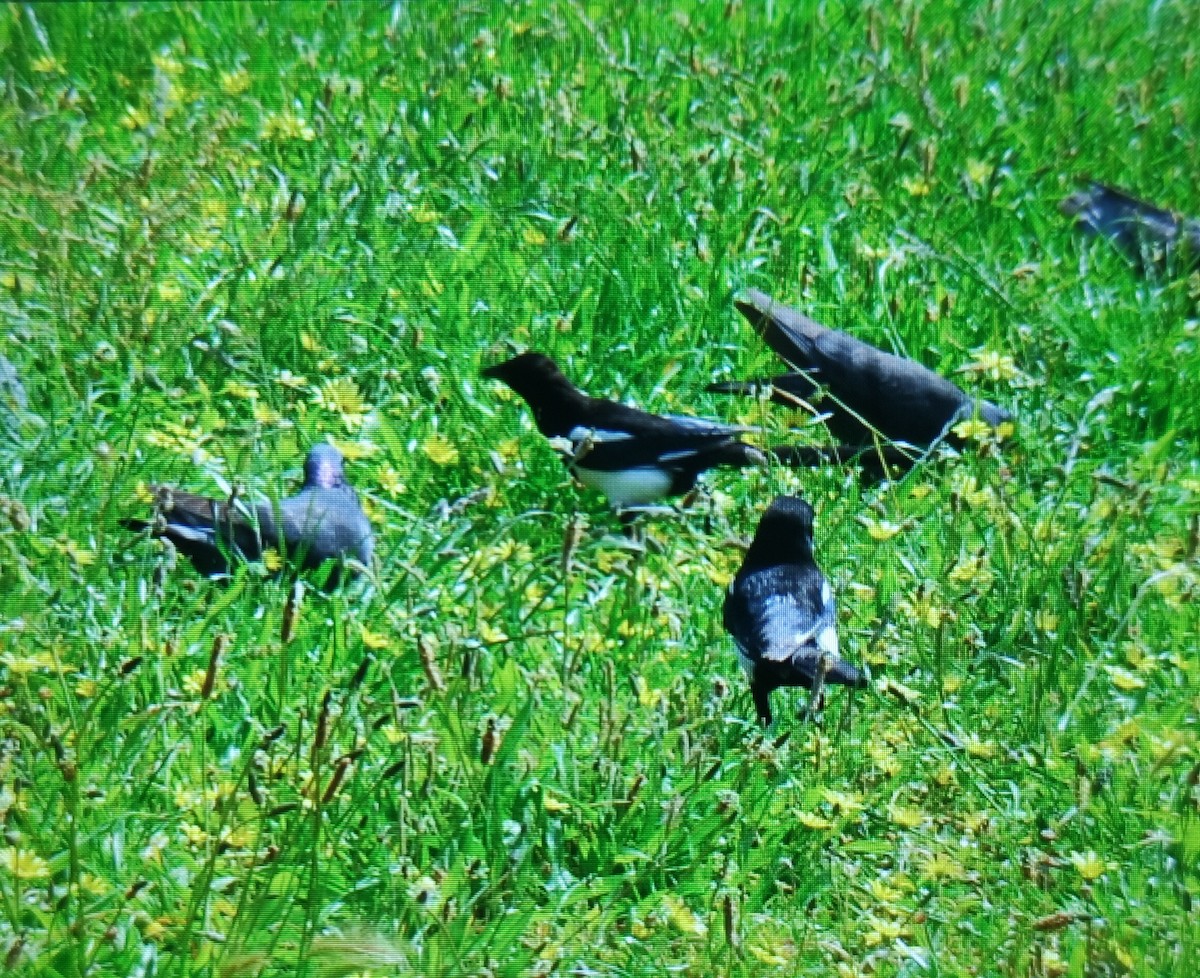 Rock Pigeon (Feral Pigeon) - ML620106421