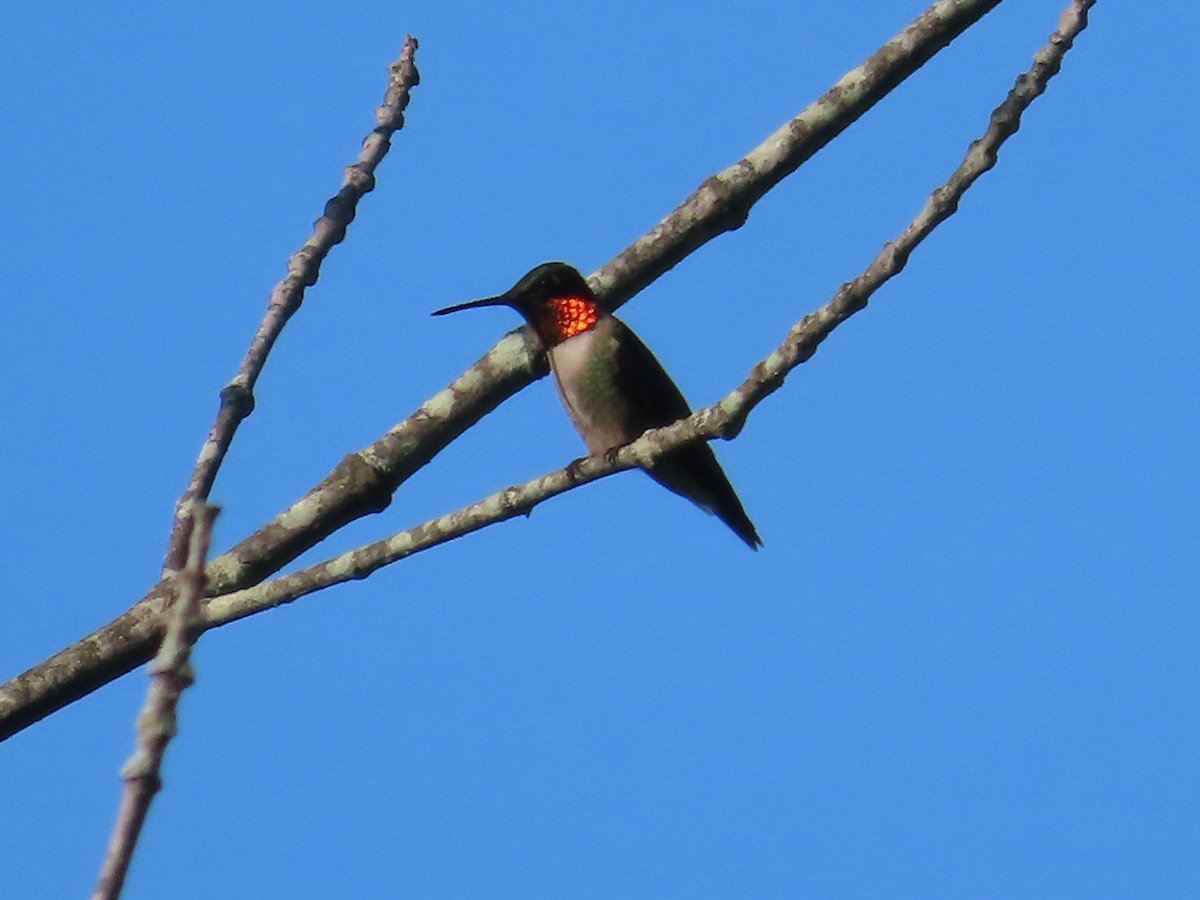 Ruby-throated Hummingbird - ML620106422