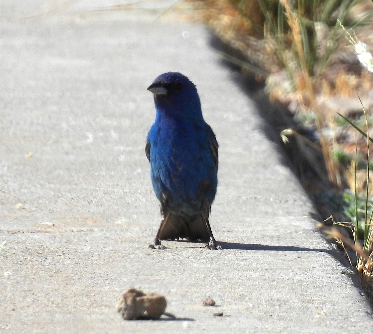 Indigo Bunting - ML620106425