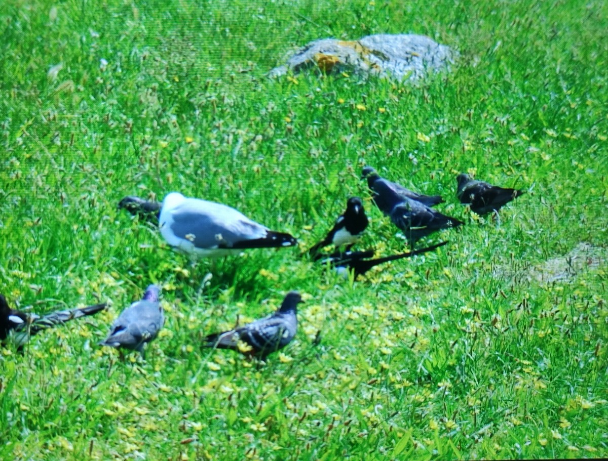 Rock Pigeon (Feral Pigeon) - ML620106429