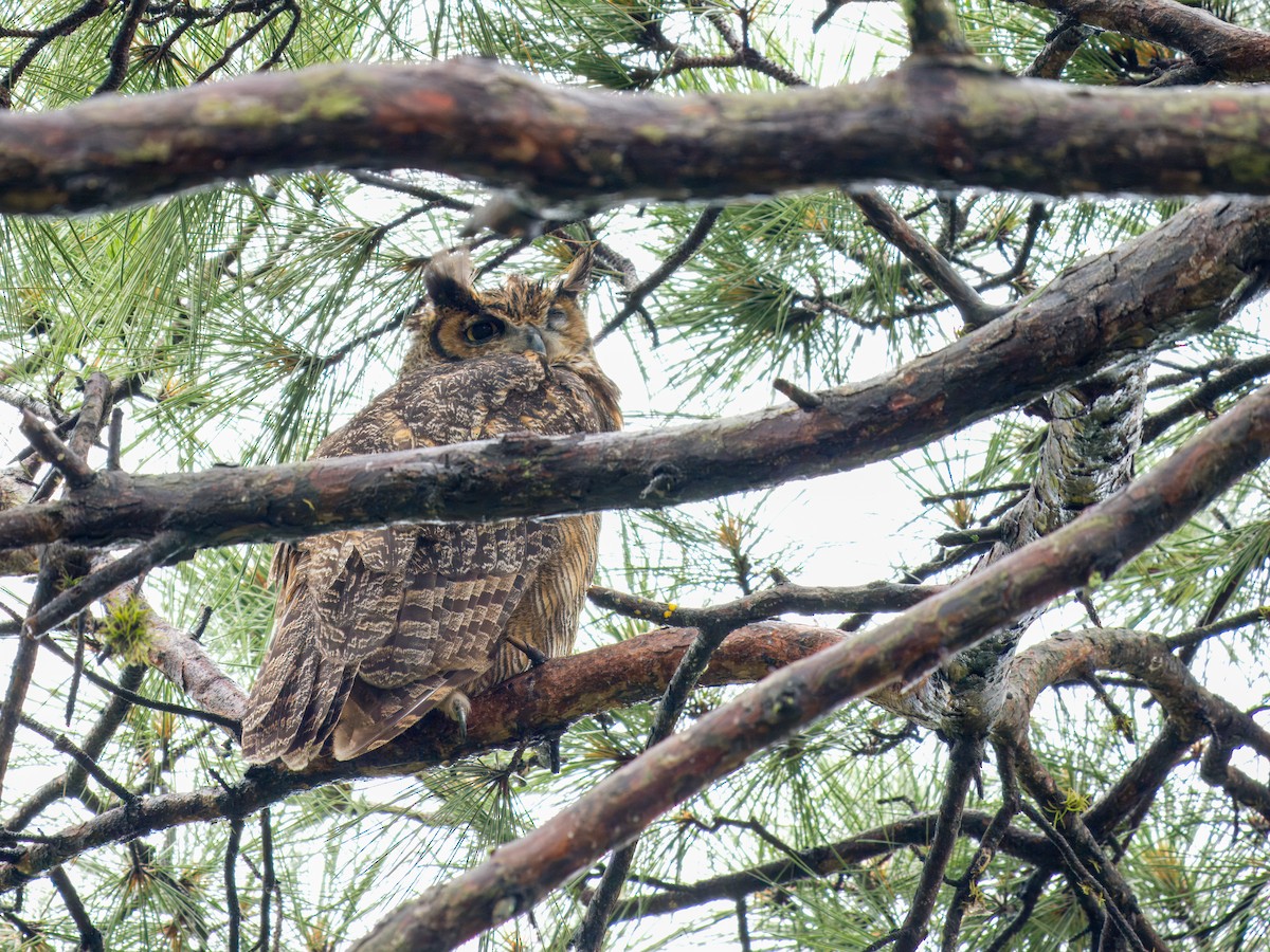 Great Horned Owl - ML620106437