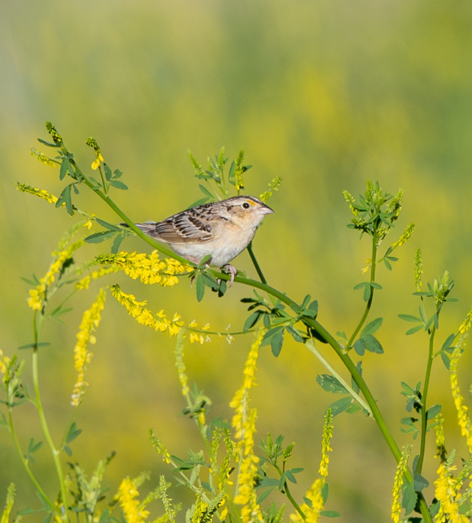 Grasshopper Sparrow - ML620106447