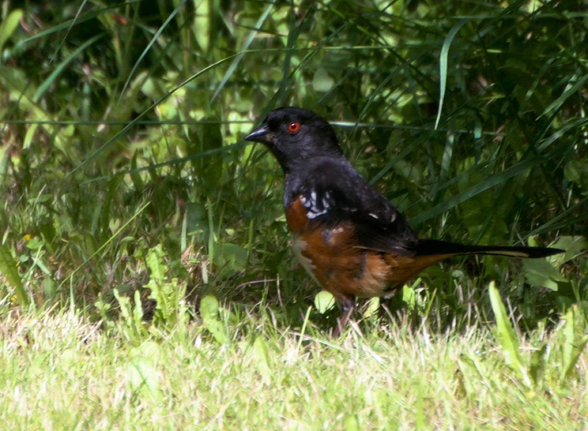 Spotted Towhee - ML620106448