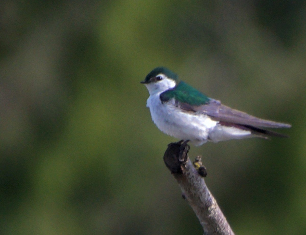 Violet-green Swallow - ML620106461