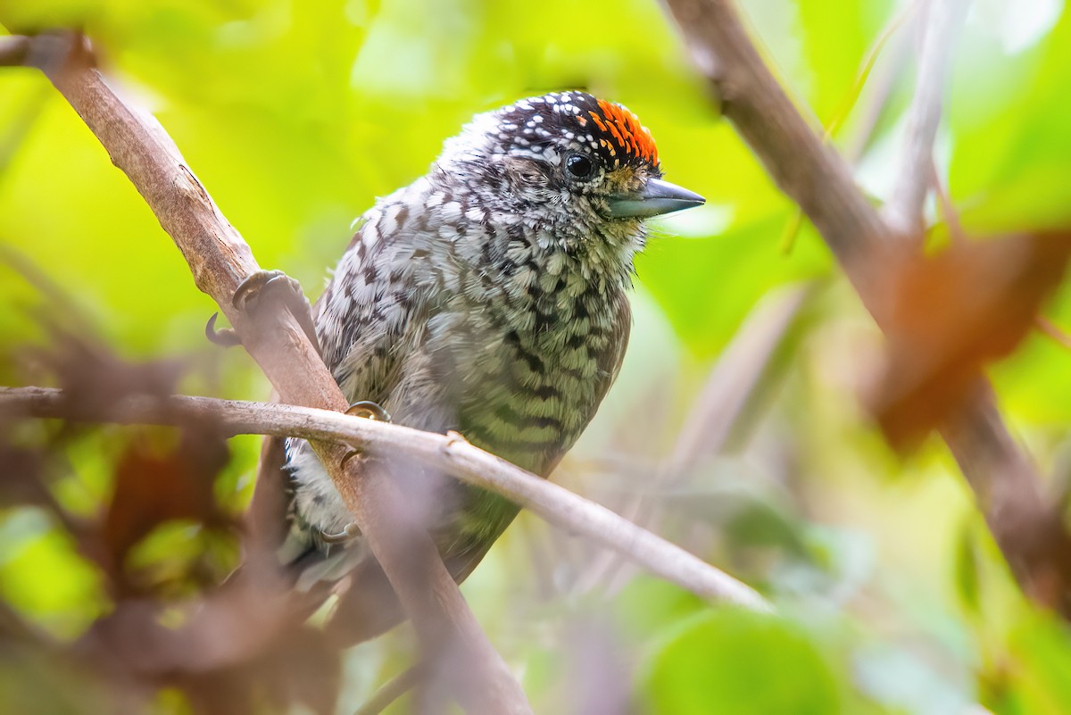 White-barred Piculet - ML620106462