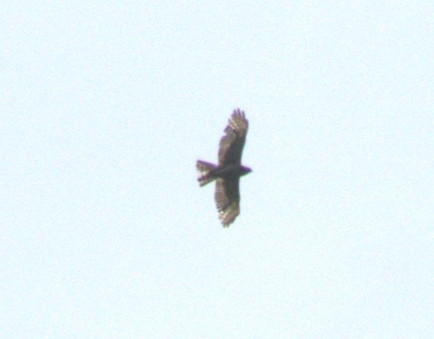 Broad-winged Hawk - ML620106469